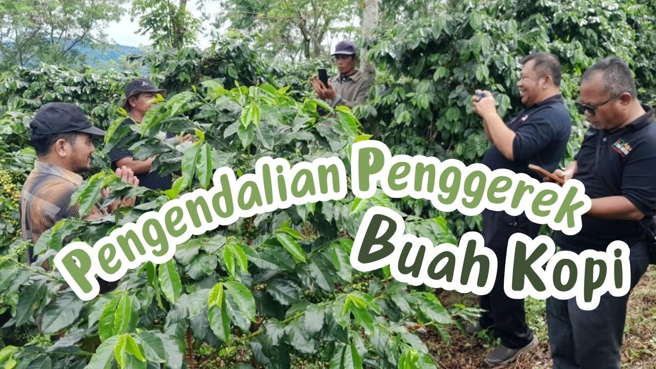 Read more about the article UPAYA PENGENDALIAN PENGGEREK BUAH KOPI