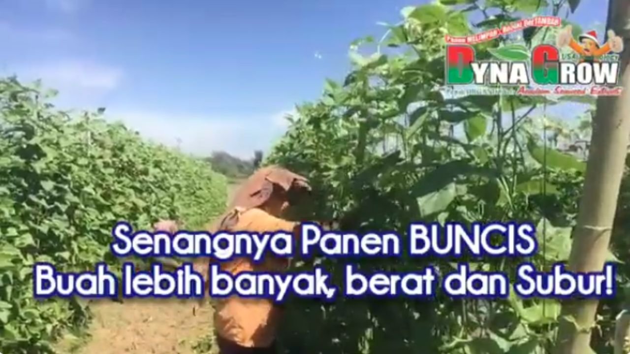 Read more about the article PANEN BUNCIS BERLIMPAH SETELAH PAKAI PUPUK DYNA GROW