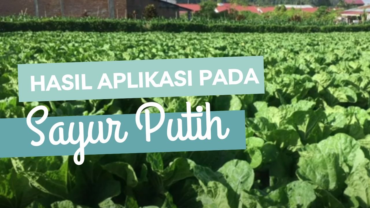 Read more about the article BUKTI NYATA DYNA GROW PADA TANAMAN SAYUR PUTIH