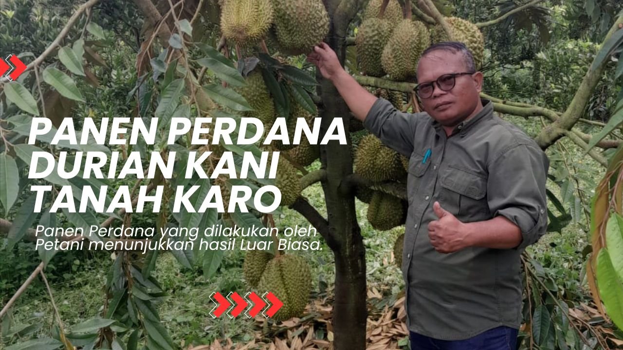 Read more about the article PANEN PERDANA DURIAN KANI TANAH KARO