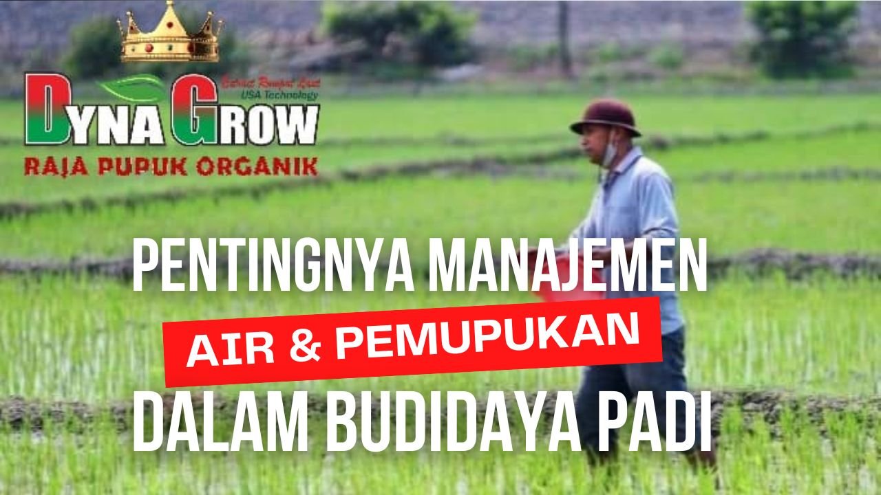 Read more about the article PENTINGNYA MANAJEMEN AIR DAN PEMUPUKAN DALAM BUDIDAYA TANAMAN PADI