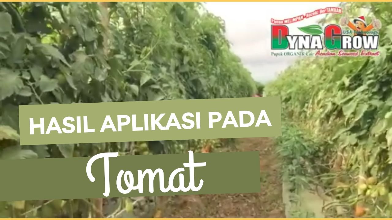 Read more about the article PANEN TOMAT BERLIMPAH SETELAH PAKAI PUPUK DYNA GROW