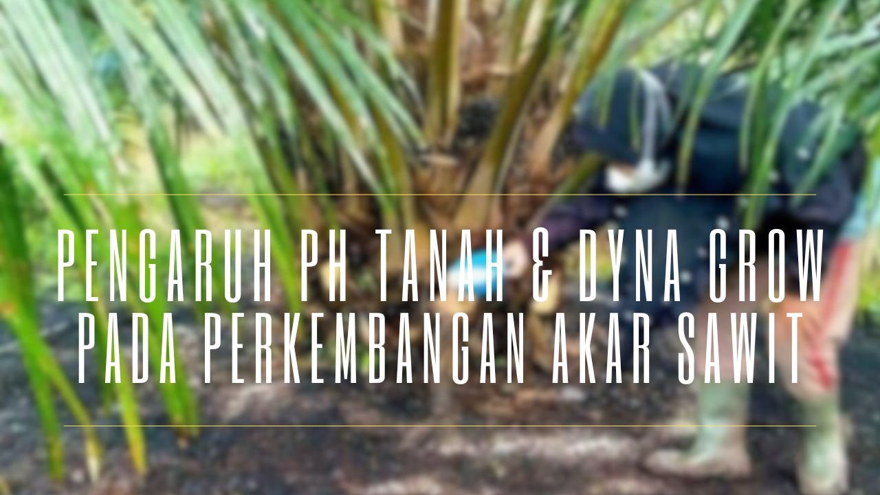 Read more about the article PENGARUH PH TANAH DAN DYNA GROW PADA AKAR SAWIT