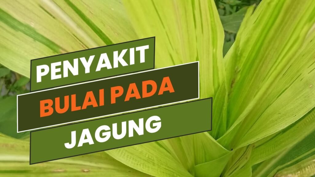 PENYAKIT BULAI JAGUNG – POC Dyna Grow