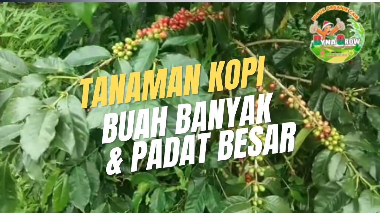 Read more about the article TANAMAN KOPI SUBUR BUAH RAPAT PADAT SUBUR