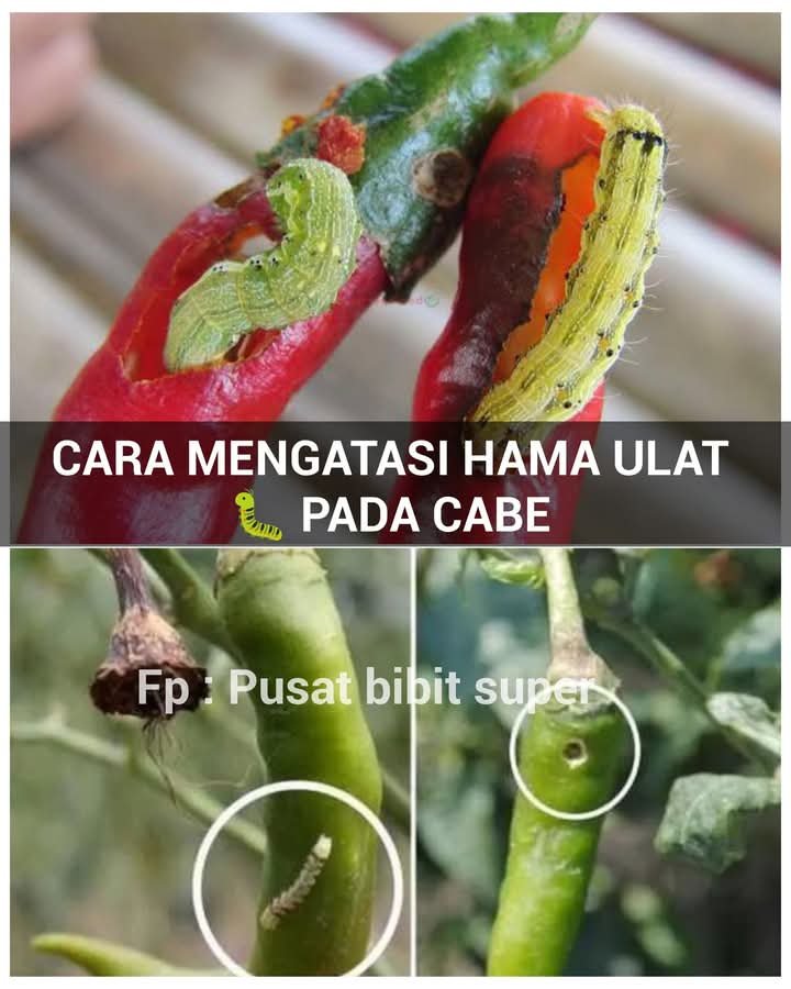 Read more about the article MENGATASI HAMA ULAT PADA TANAMAN CABAI
