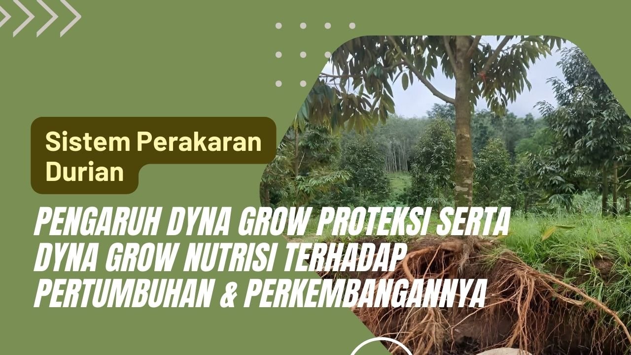 Read more about the article SISTEM PERAKARAN TANAMAN DURIAN