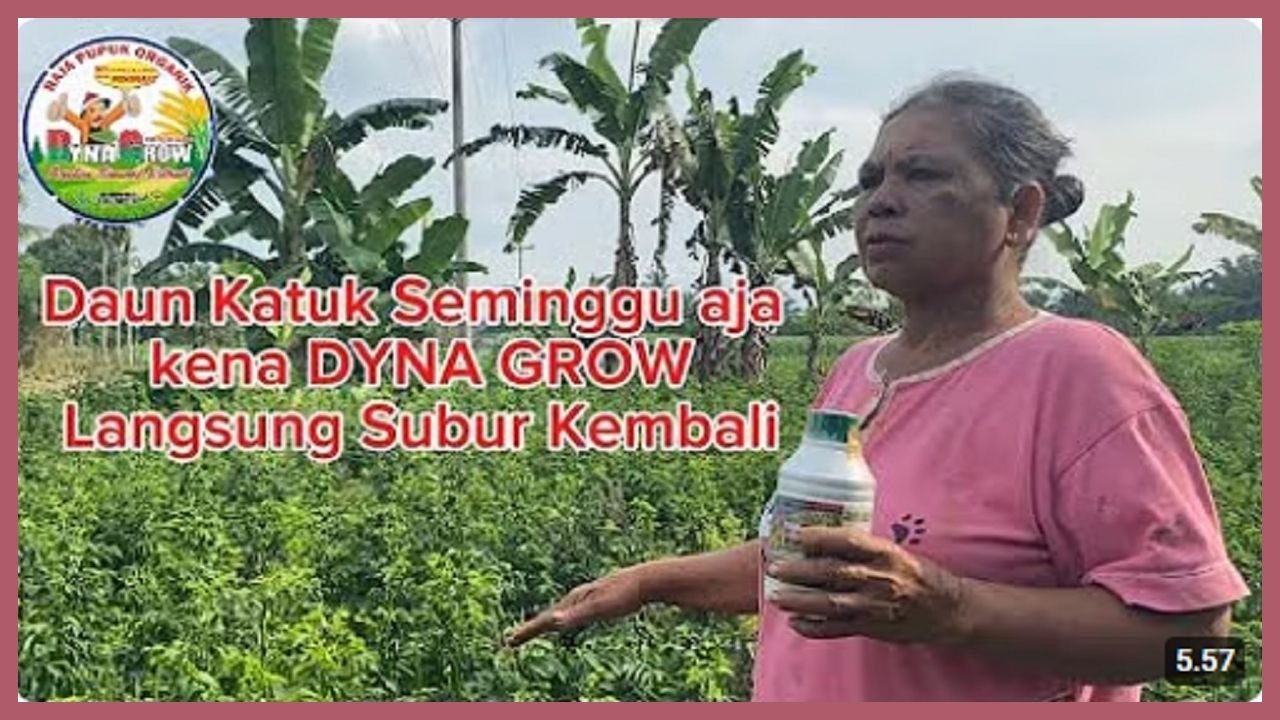 Read more about the article TANAMAN KATUK SUBUR PAKAI PUPUK DYNA GROW
