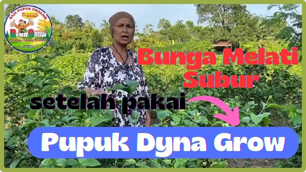 Read more about the article BUNGA MELATIH SUBUR PAKAI PUPUK DYNA GROW