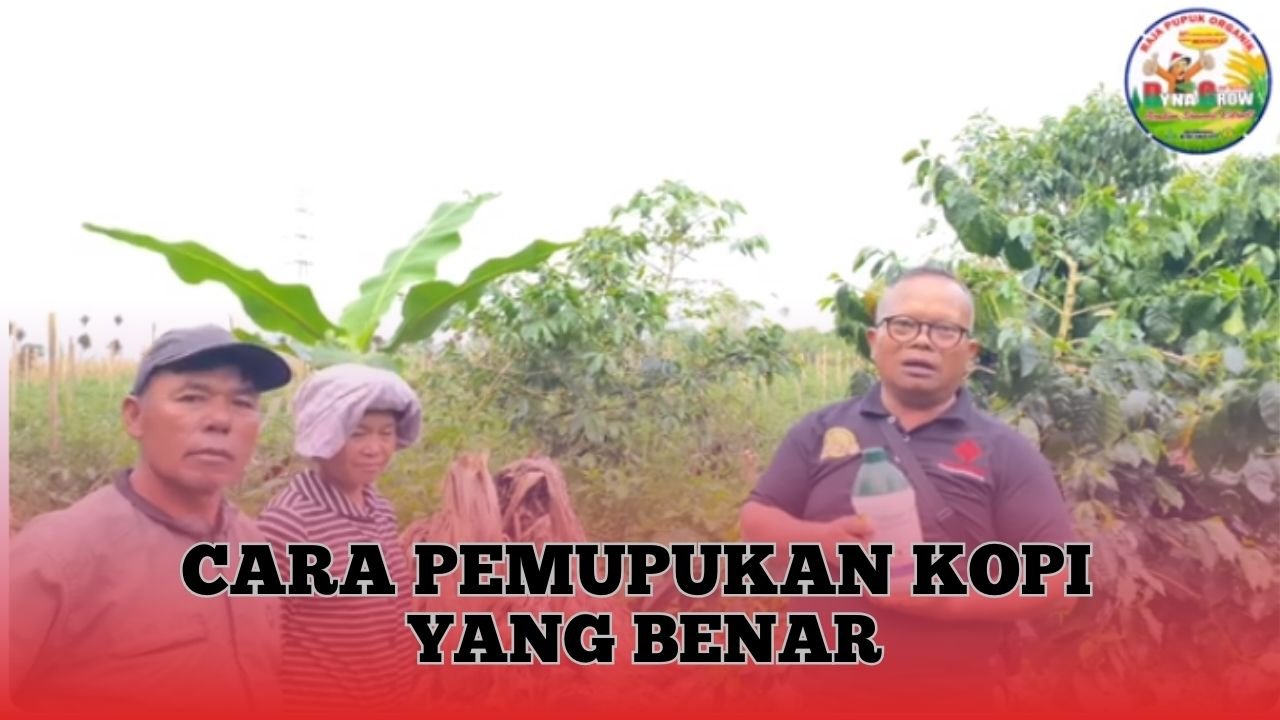 Read more about the article CARA MEMUPUK TANAMAN KOPI YANG BENAR