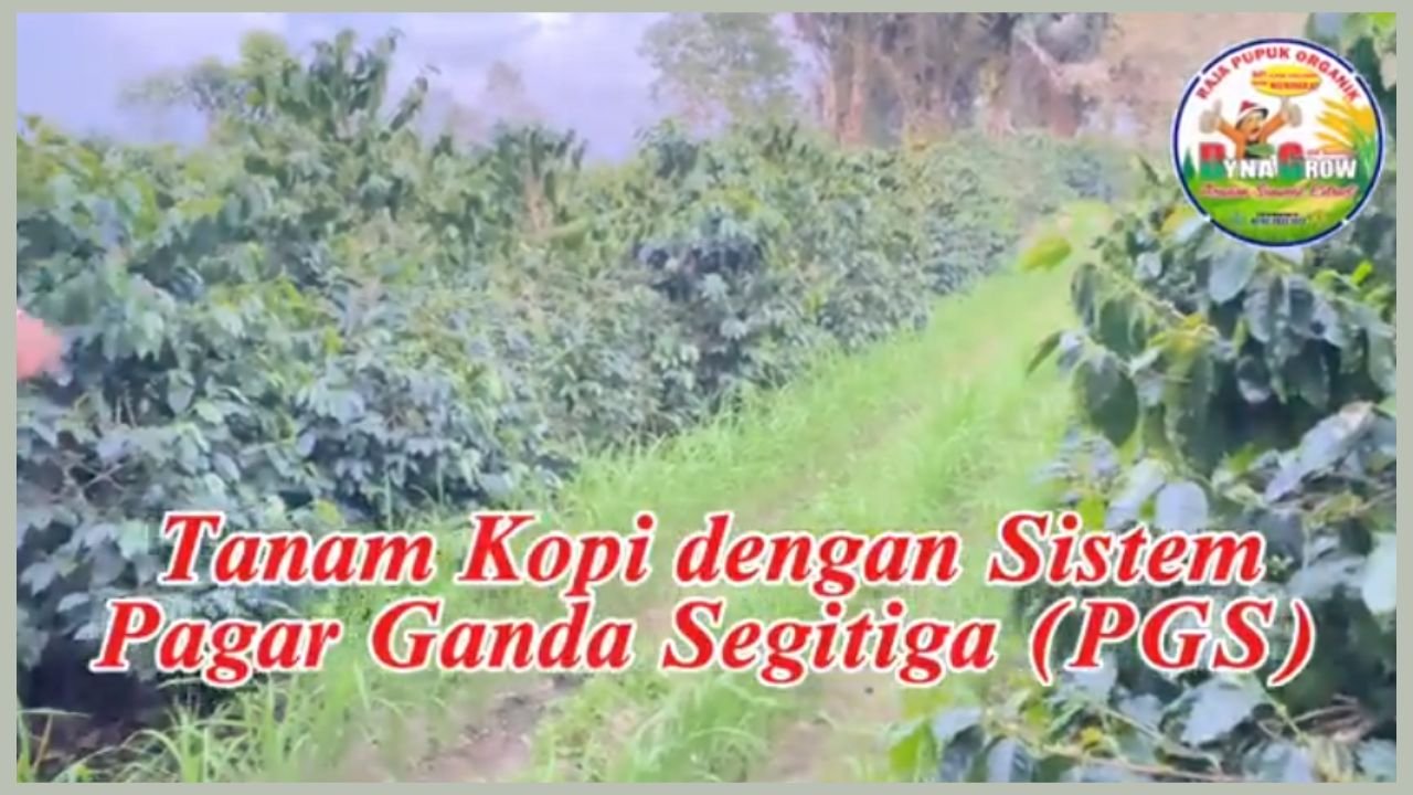 Read more about the article TANAM KOPI TUMPANG SISIP MENGUNTUNGAN