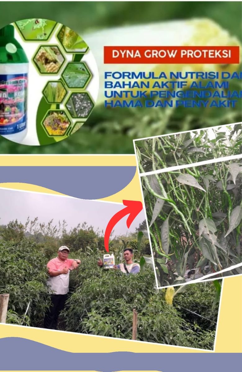 Read more about the article DAMPAK DYNA GROW PROTEKSI PADA TANAMAN CABAI
