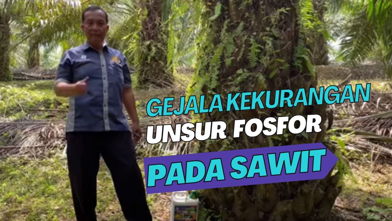 Read more about the article GEJALA KEKURANGAN UNSUR HARA FOSFOR PADA SAWIT