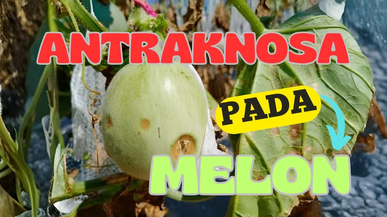 Read more about the article PENYAKIT ATRAKNOSA PADA TANAMAN MELON