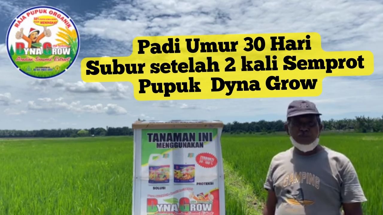 Read more about the article PADI USIA 30 HARI SUBUR PAKAI DYNA GROW