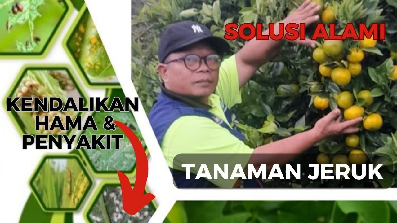Read more about the article SOLUSI ALAMI KENDALIKAN HAMA DAN PENYAKIT TANAMAN JERUK