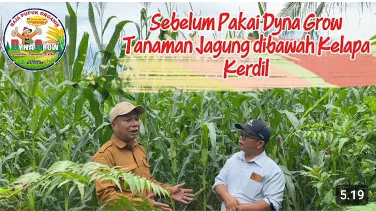 Read more about the article JAGUNG PAKAI PUPUK DYNA GROW TUMBUH SUBUR WALAU DIBAWAH POHON KELAPA