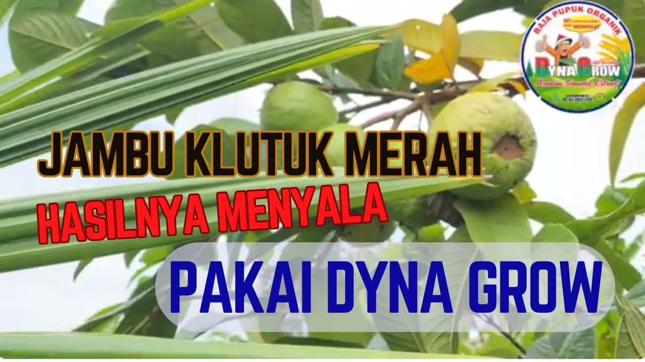Read more about the article JAMBU KLUTUK MERAH HASILNYA MENYALA