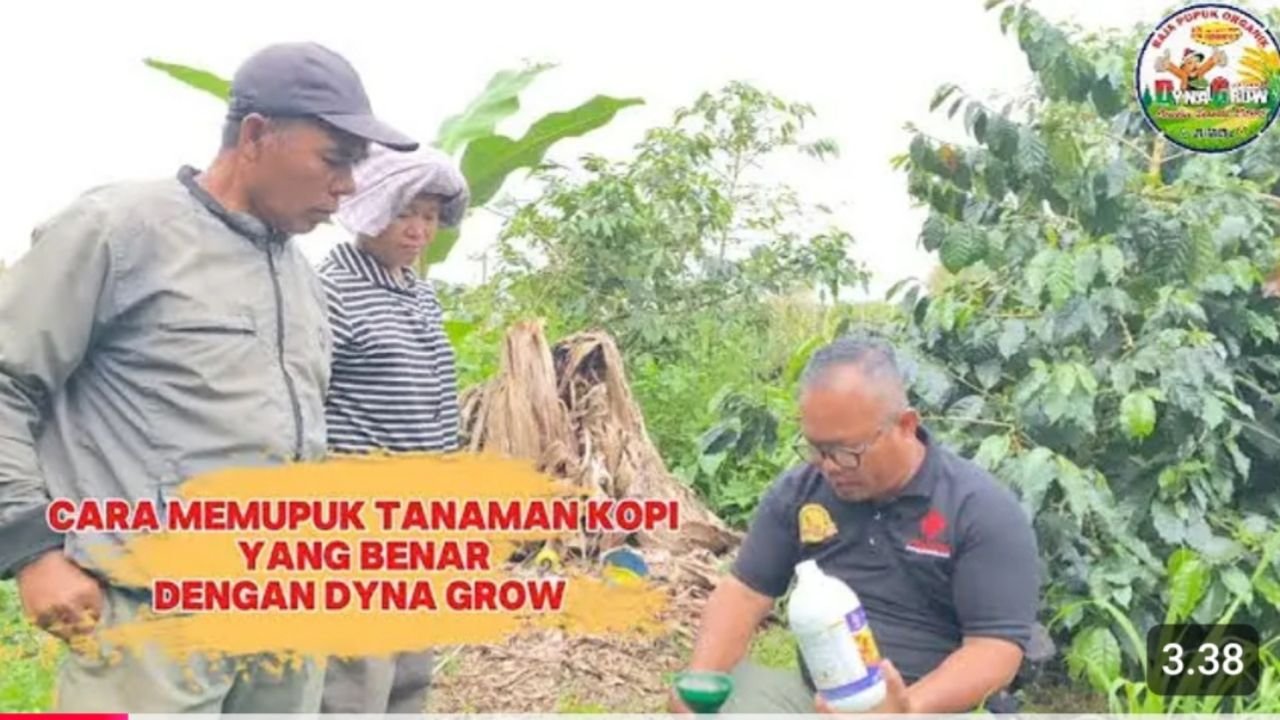 Read more about the article CARA MEMUPUK KOPI YANG BENAR DENGAN DYNA GROW
