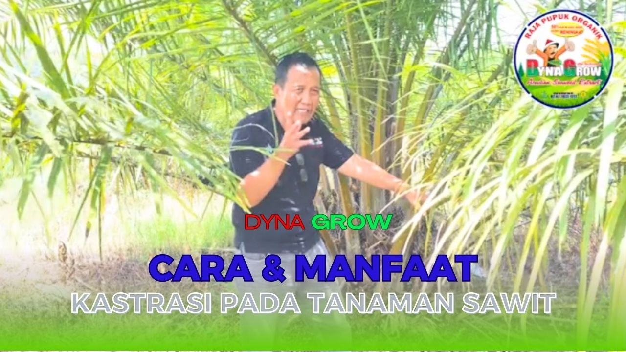 Read more about the article CARA DAN MANFAAT KASTRASI PADA TANAMAN SAWIT