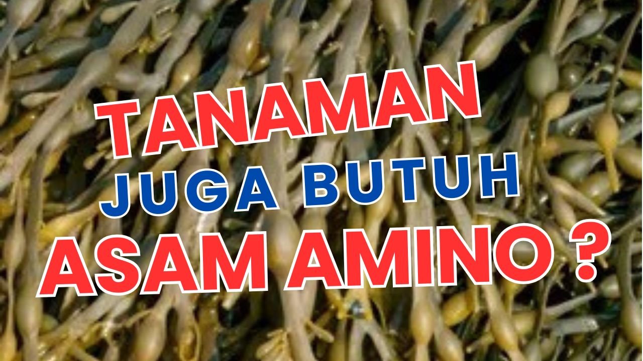 Read more about the article TANAMAN JUGA BUTUH ASAM AMINO – INI PENJELASANNYA