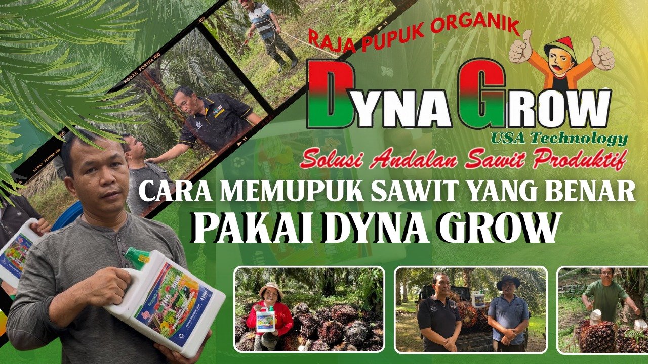 Read more about the article CARA MEMUPUK SAWIT YANG BENAR PAKAI DYNAGROW